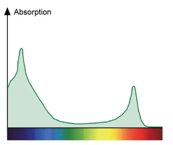 Waarom is het absorptiespectrum voor chlorofyl a en het actiespectrum voor fotosynthese verschillend?