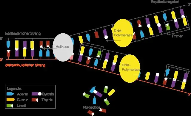 የ mRNA Strand ውህደትን የሚያነቃቃ ኢንዛይም ስም ማን ይባላል?