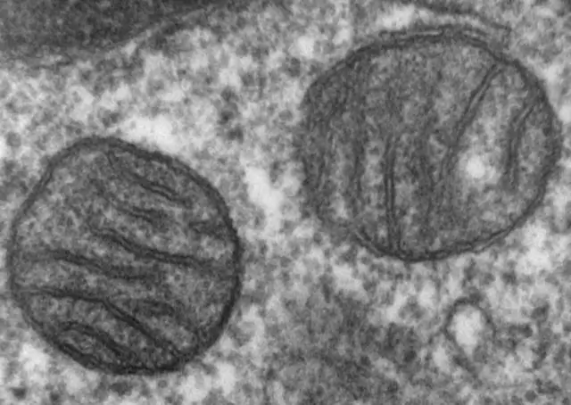 Como o DNA estranho pode ser inserido nas células?