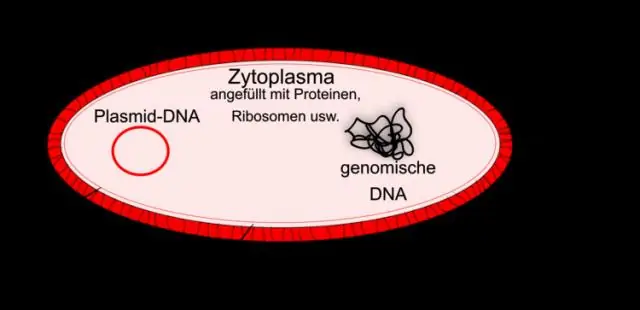 In che modo la cellula procariotica è diversa dalla cellula eucariotica?