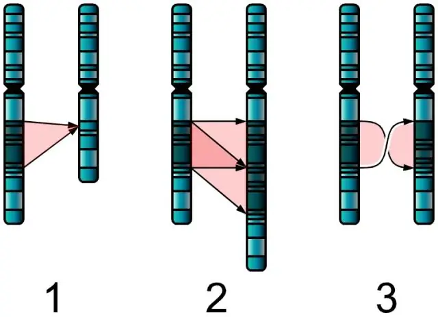 Hoeveel chromosome is betrokke by duplisering?