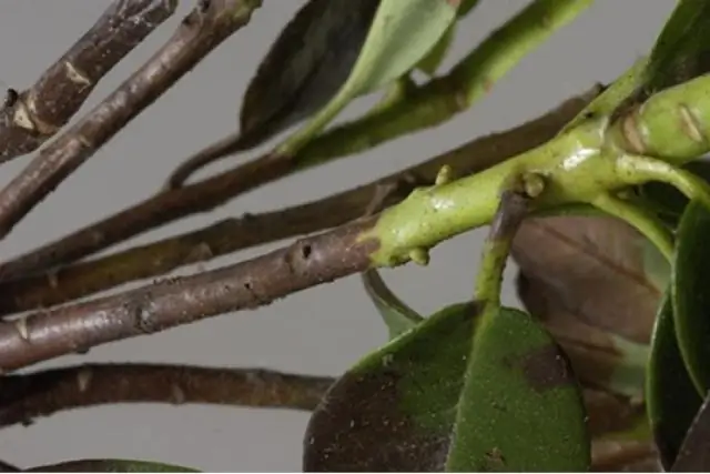 Hvordan kontrollerer du Phytophthora?