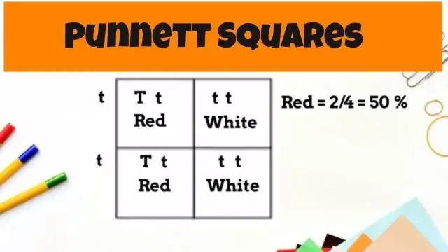 Čo je to Dihybridné námestie Punnett Square?