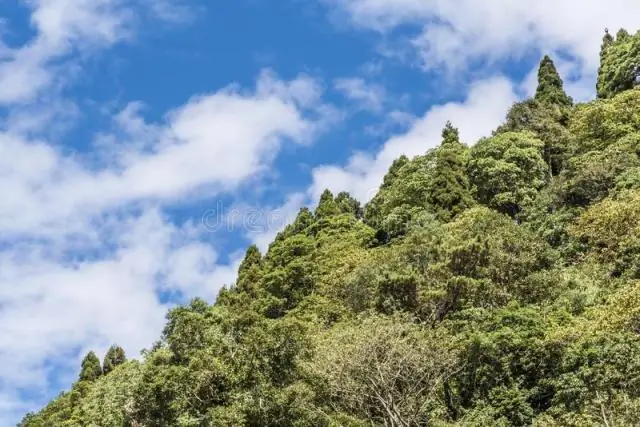 Qu'est-ce que la limite des bois sur une montagne ?