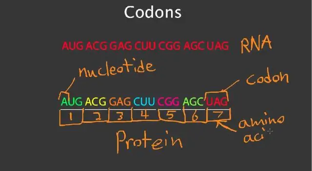 Mengapakah kodon berhenti dan mula diperlukan untuk sintesis protein?