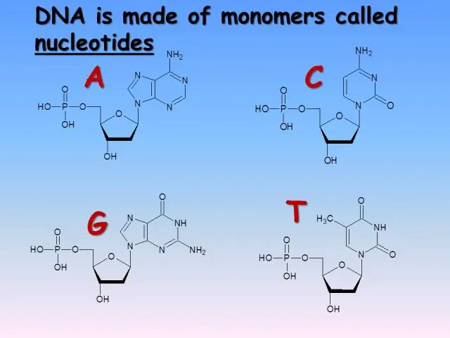 Polime của axit nucleic được gọi là gì?