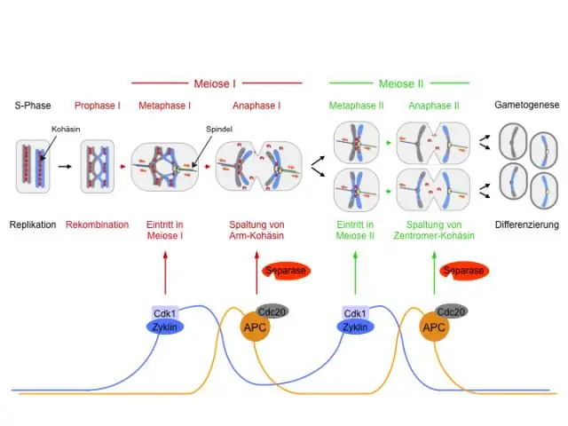 Au cours de quelle division le nombre de chromosomes est-il réduit dans la méiose ?