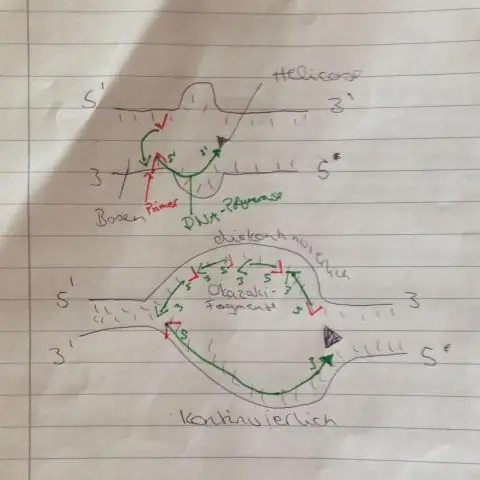 Yog vim li cas transcription yog ib kauj ruam tsim nyog nyob rau hauv protein synthesis?