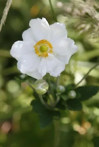 Je, unawaua anemone za Kijapani?