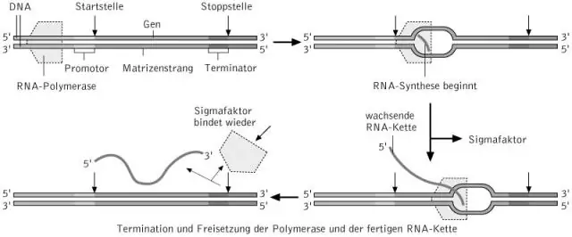 Was sind die Schritte für die Transkription?