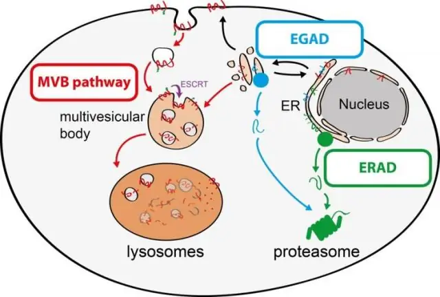 ¿Cómo funcionan las proteínas para hacer que las membranas sean selectivamente permeables?