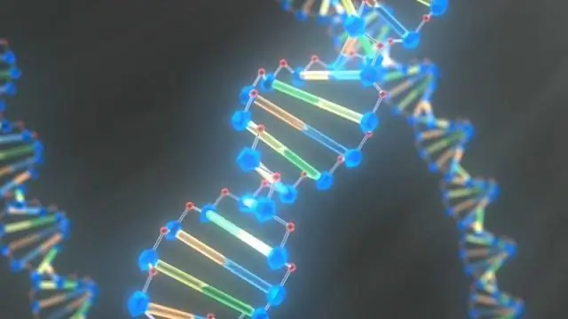 Paano tinutukoy ng sequence ng amino acid ang mga katangian ng isang organismo?