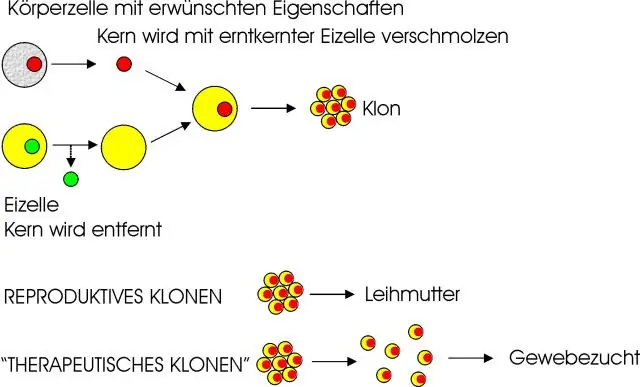 Ist therapeutisches Klonen teuer?